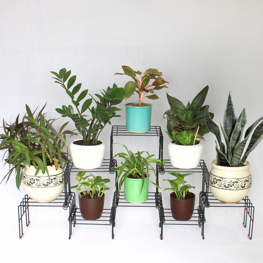 Black Moso Plus plant stand for 8 pots