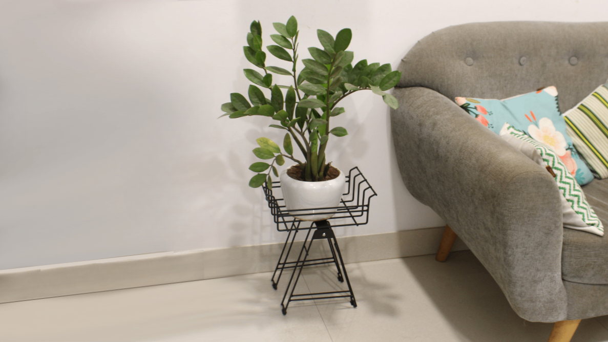 Black Nelumbo Plant stand