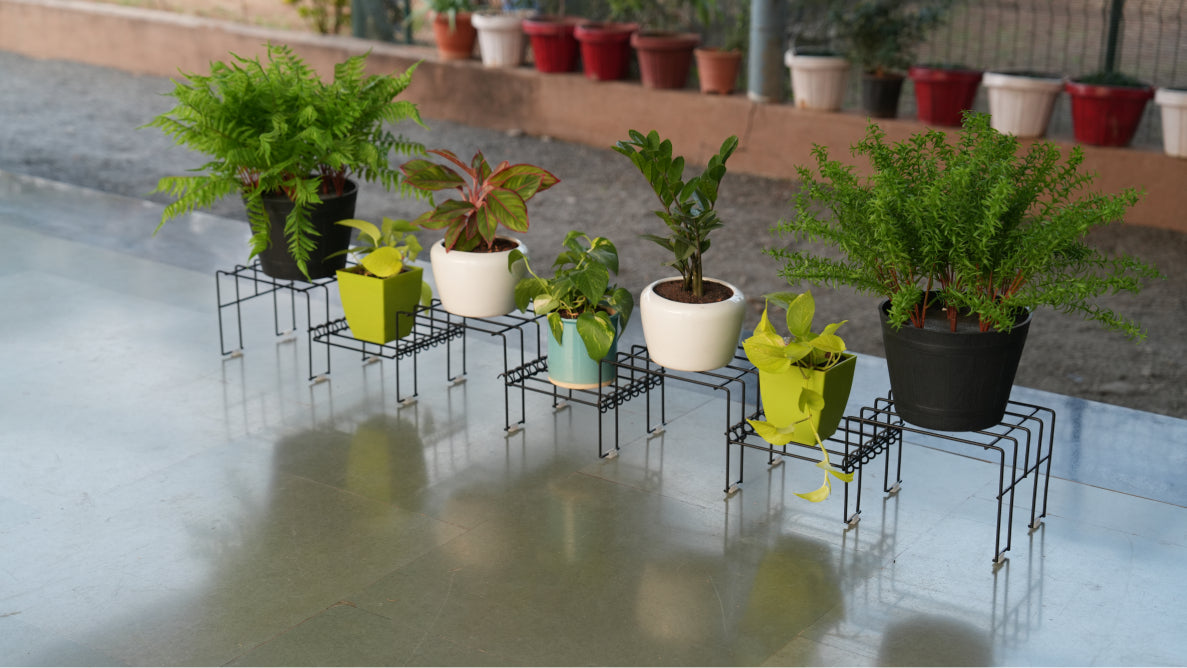 Black Moso Plus plant stand for 8 pots